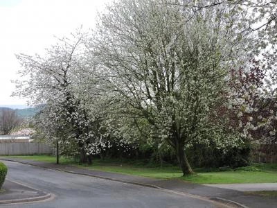 warton 3