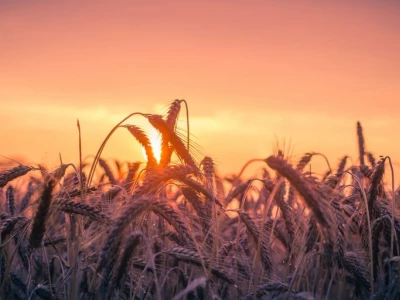 wheat field in evening
