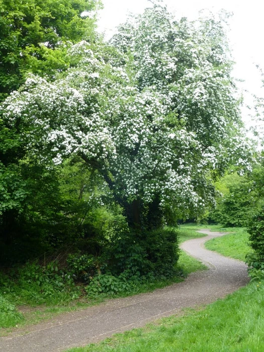 white hawthorn