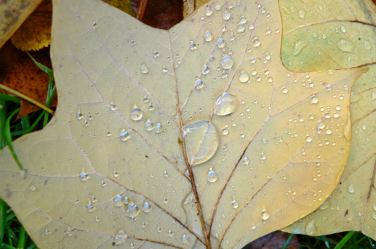 white leaf