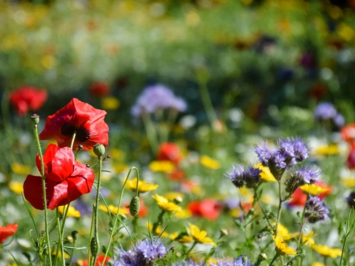 wild flowers