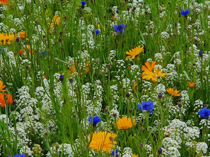 wild meadow