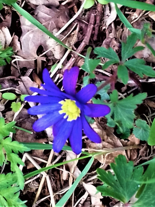 windflower