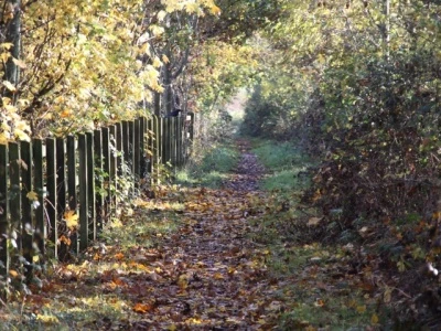 woodland walk autumn 2