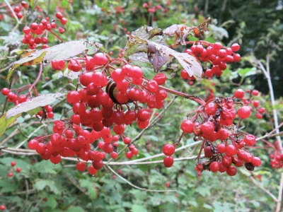 woodland walk autumn 2021 redcurrants