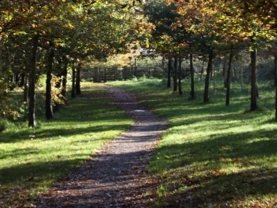 woodland walk autumn