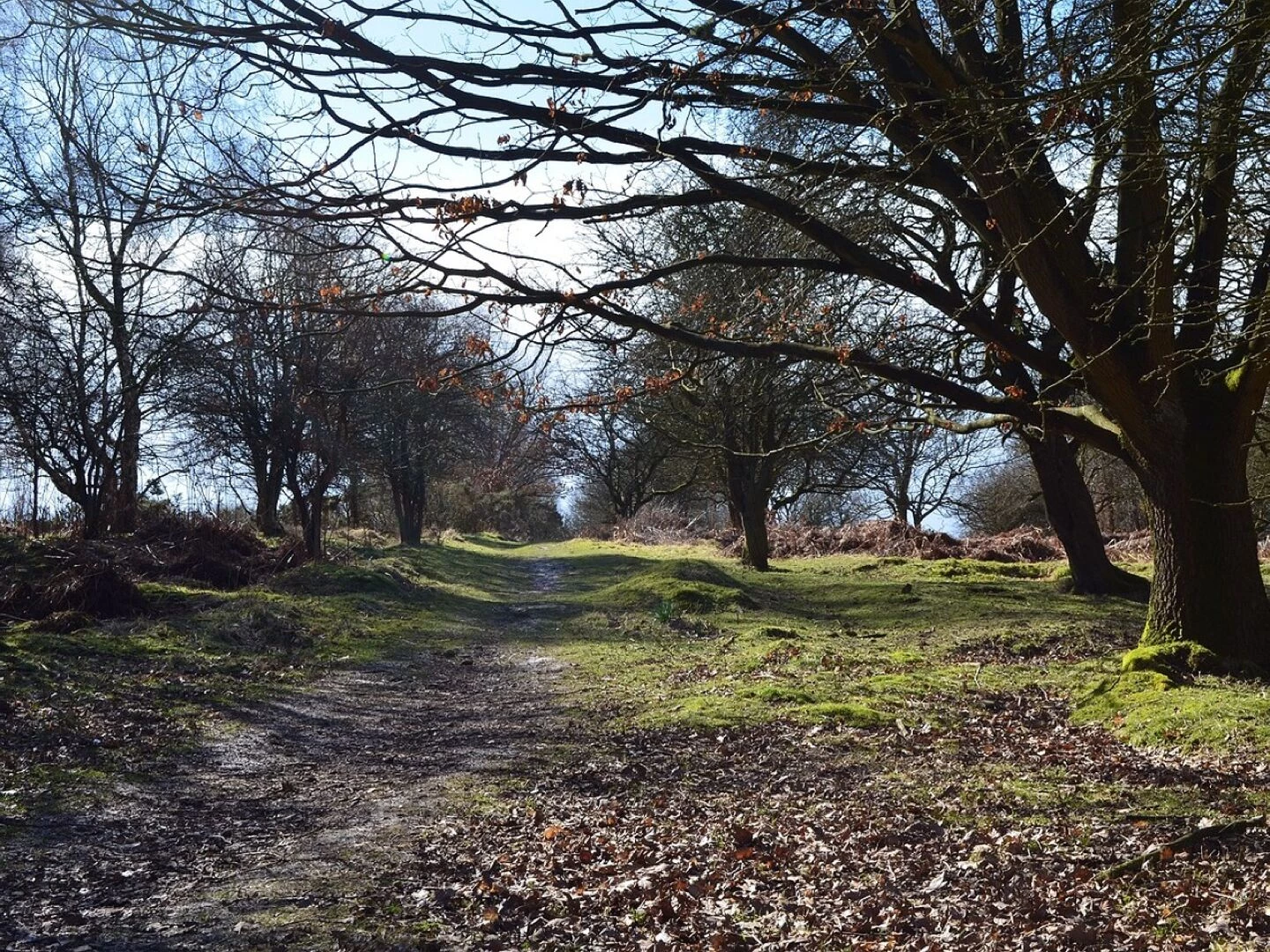woods forest cannock