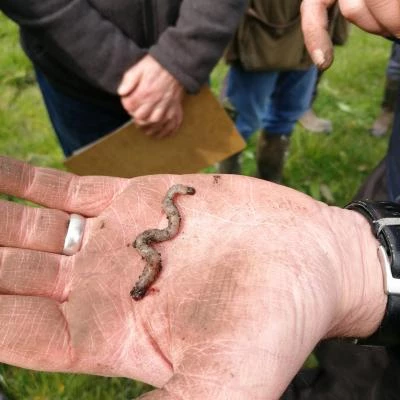 worm 3