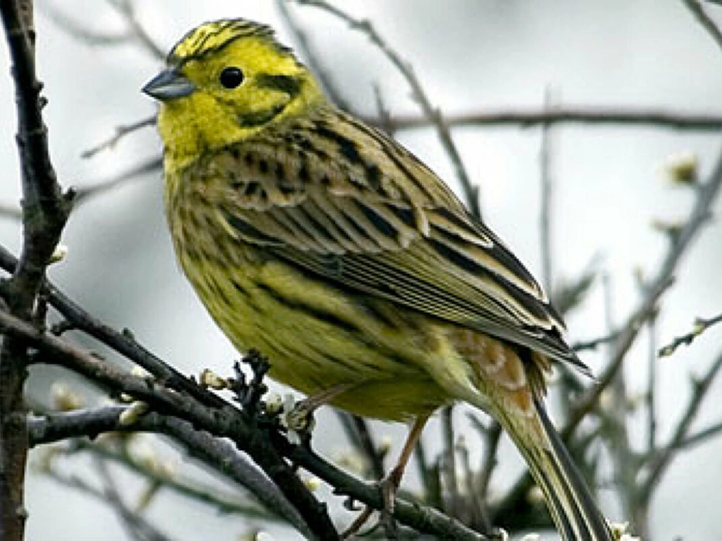 yellow hammer