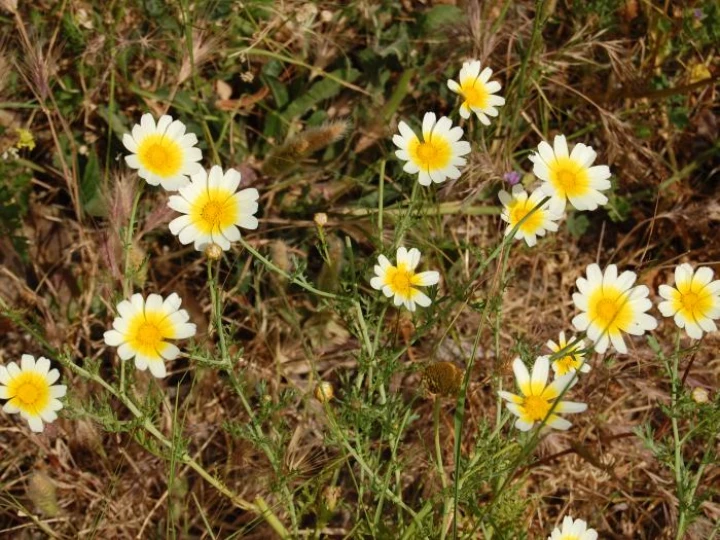 yellowflowersm307788
